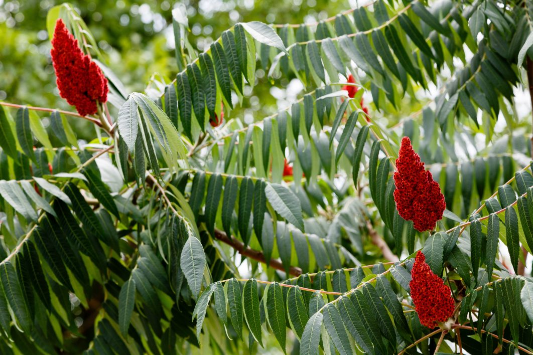 Sumac as found in the Middle East